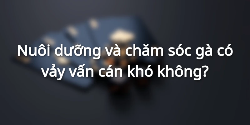 Dành nhiều thời gian để chăm sóc chiến kê có vảy gà vấn cán